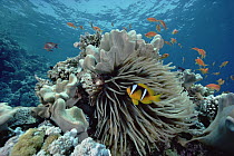 Two-banded Anemonefish (Amphiprion bicinctus) in Magnificent Anemone (Heteractis magnifica) Leather Coral (Sarcophyton sp) to the left and Anthias (Pseudanthias sp) in background, 20 feet deep, Red Se...
