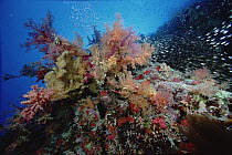 Soft Coral (Dendronephthya sp) and Pigmy Sweeper (Parapriacanthus ransonneti) 50 feet deep, Red Sea Egypt