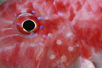 Surmullet (Parupeneus sp) eye, close-up, Red Sea, Egypt