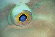 Parrotfish (Scarus sp) close-up of eye, Red Sea, Egypt