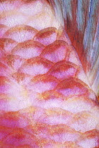 Surmullet (Parupeneus sp) close-up of scales, Red Sea, Egypt