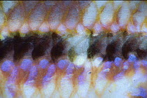 Surmullet (Parupeneus sp), detail of scales, Red Sea