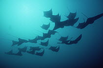 Golden Cownose Ray (Rhinoptera steindachneri) school, 20 feet deep, Galapagos Islands, Ecuador