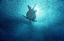 Green Sea Turtle (Chelonia mydas) swimming through school of Black-striped Salema (Xenocys jessiae) 40 feet deep, Galapagos Islands, Ecuador