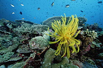 Feather Star (Oxycomanthus bennetti) on coral reef, 20 feet deep, Papua New Guinea