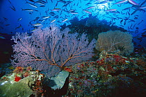 Sea Fan (Melithaea sp) small Sea Fan (Subergorgia sp) and Fusiliers on a coral reef, 50 feet deep, Papua New Guinea