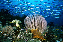 Giant Barrel Sponge (Xestospongia testudinaria) and schooling Fusiliers (Caesio sp) 70 feet deep, Papua New Guinea
