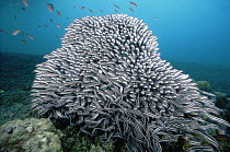 Striped Catfish (Plotosus lineatus) schooling into a ball as a defensive behavior, 30 feet deep, Papua New Guinea