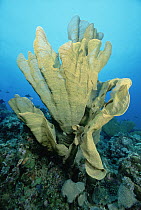 Elephant Ear Sponge (Lanthellidae) 80 feet deep, Papua New Guinea