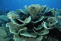 Disc Coral (Turbinaria reniformis) garden, 30 feet deep, Papua New Guinea