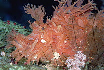 Merlet's Scorpionfish (Rhinopias aphanes) rare coloration, 60 feet deep, Papua New Guinea