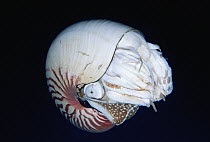 Chambered Nautilus (Nautilus pompilius) 60 feet deep, Papua New Guinea