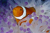 Blackfinned Clownfish (Amphiprion percula) in bleached Magnificent Sea Anemone (Heteractis magnifica) host, Papua New Guinea