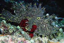 Merlet's Scorpionfish (Rhinopias aphanes) 60 feet deep, Papua New Guinea