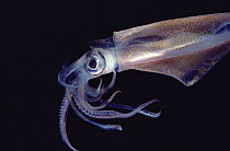 Squid (Loligo sp) portrait underwater, Hawaii