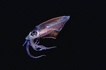 Squid (Loligo sp) portrait underwater, Hawaii