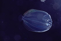Larval Flounder of unknown species is translucent when young, Hawaii