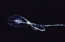 Ctenophore (Hormiphora palmata) exhibiting bioluminescence, Hawaii