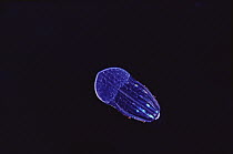 Jellyfish, exhibiting bioluminescence, Hawaii