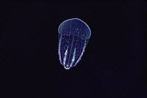 Jellyfish exhibiting bioluminescence, Hawaii