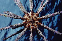 Sea Urchin (Phyllacanthus imperialis) with ocean surface in background, Hawaii