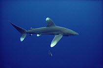 Oceanic White-tip Shark (Carcharhinus longimanus) close to surface, Hawaii
