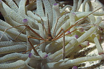 Arrow Crab (Stenorhynchus seticornis) in Anemone (Heteractis sp) 60 feet deep, Caribbean