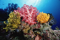 Soft Coral (Dendronephthya sp) between yellow Feather Star (Oxycomanthus bennetti) 50 feet deep, Solomon Islands