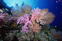 Soft Coral (Dendronephthya sp) in front of Sea Fans (Melithaea sp) 50 feet deep, Solomon Islands
