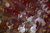 Scorpionfish (Scorpaenodes sp), detail of fin, Solomon Islands
