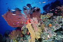 Reef scenic with Sea Fans (Melithaea sp) and Fusiliers (Caesio sp) 70 feet deep, Solomon Islands