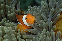 Blackfinned Clownfish (Amphiprion percula) in Magnificent Sea Anemone (Heteractis magnifica) host, Solomon Islands