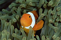 Blackfinned Clownfish (Amphiprion percula) in a Magnificent Sea Anemone (Heteractis magnifica) host, Solomon Islands