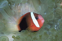 Black Anemonefish (Amphiprion melanopus) in host Bulb Tentacle Sea Anemone (Entacmaea quadricolor), Solomon Islands