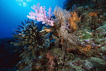 Soft Coral (Dendronephthya sp) outcroppings and Feather Star (Oxycomanthus bennetti) 50 feet deep, Solomon Islands