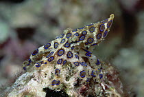 Greater Blue-ringed Octopus (Hapalochlaena lunulata) a small but extremely poisonous animal, one animal contains enough venom to kill twenty adults, 70 feet deep, Solomon Islands