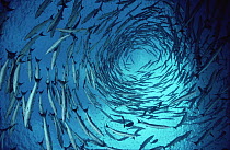 Chevron Barracuda (Sphyraena putnamiae) spiraling school, 60 feet deep, Solomon Islands