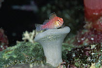 Hawkfish (Cirrhitichthys sp) sitting on small Leather Coral (Sarcophyton sp) 40 feet deep, Solomon Islands