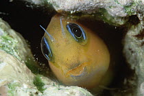 Blenny (Ecsenius sp) in burrow, 40 feet deep, Solomon Islands