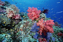 Soft Coral (Dendronephthya sp) and reef fish 50 feet deep, Solomon Islands