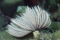 Feather Duster Worm (Sabellastarte sanctijosephi) 40 feet deep, Solomon Islands