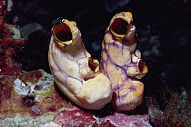 Ink-spot Ascidian (Polycarpa aurata) pair, 40 feet deep, Solomon Islands