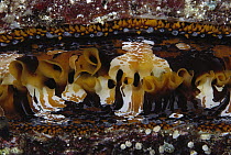 Oyster (Spondylus varians) mantle, 60 feet deep, Solomon Islands