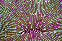 Mushroom Coral (Fungia sp) detail, Solomon Islands