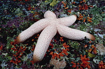 Sea Star (Thromidia catalai) 30 feet deep, Solomon Islands