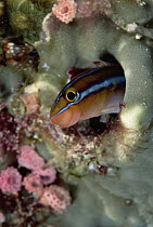 Blue-striped Blenny (Plagiotremus rhinorhynchos) in its burrow, Solomon Islands