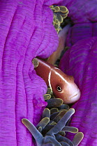 Pink Anemone fish (Amphiprion perideraion) in host Magnificent Sea Anemone