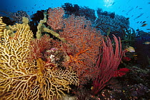 Sea Fan (Melithaea sp) Sea Fan (Acabaria sp) Sea Whips (Ctenocella ellisella sp) and Golden Damselfish (Amblyglyphidodon aureus) 100 feet deep, Solomon Islands