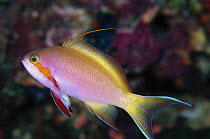 Red-cheeked Anthias (Pseudanthias huchtii) male at 50 foot depth, Solomon Islands