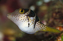 Saddled Pufferfish (Canthigaster valentini) juvenile, 50 feet deep, Solomon Islands